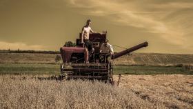 Россия может потерять лидерство на мировом рынке пшеницы